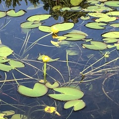 Nuphar microphylla