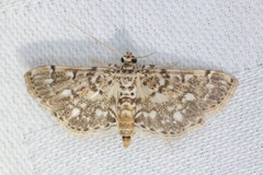 Metoeca nymphulalis