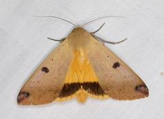 Ophiusa disjungens