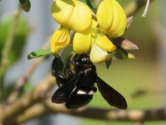 Xylocopa