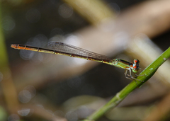 Agriocnemis dobsoni