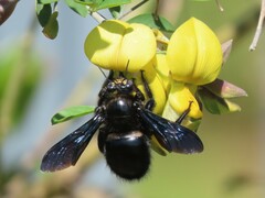 Xylocopa
