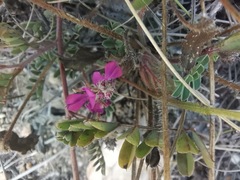 Indigofera declinata
