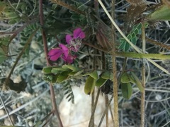 Indigofera declinata