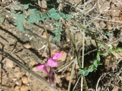 Indigofera declinata