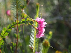 Boronia serrulata