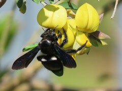 Xylocopa