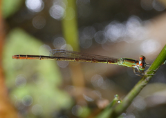 Agriocnemis dobsoni