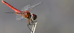Urothemis signata