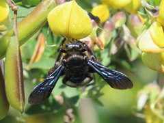 Xylocopa
