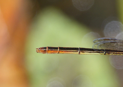 Agriocnemis dobsoni