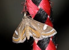 Strepsinoma croesusalis