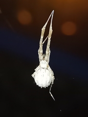 Uloborus walckenaerius