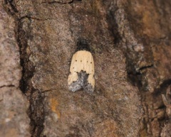 Tyrolimnas anthraconesa