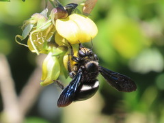 Xylocopa