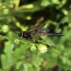 Therion circumflexum