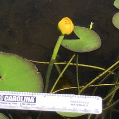 Nuphar microphylla
