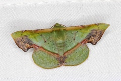 Fascellina plagiata