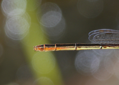 Agriocnemis dobsoni
