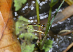 Agriocnemis dobsoni