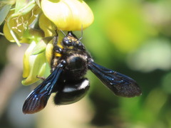 Xylocopa
