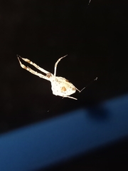 Uloborus walckenaerius