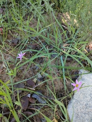 Romulea rosea