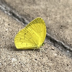 Eurema mandarina