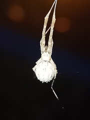 Uloborus walckenaerius
