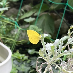 Eurema mandarina