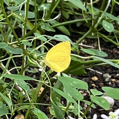 Eurema mandarina
