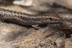 Cryptoblepharus