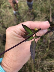 Bidens pilosa