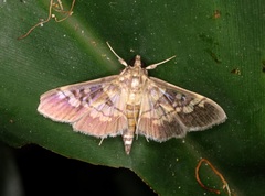 Uresiphita quinquigera
