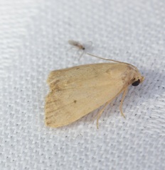 Anachrostis