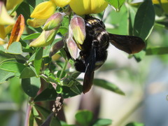 Xylocopa