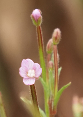 Epilobium