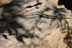Cryptoblepharus
