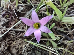 Romulea rosea
