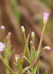 Epilobium