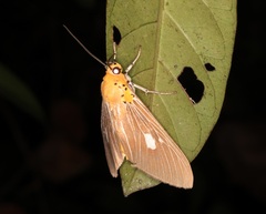 Asota plaginota
