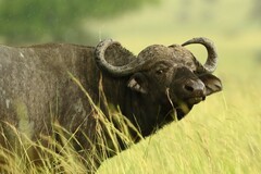 Syncerus caffer caffer