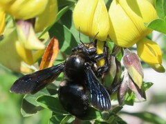Xylocopa