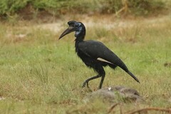 Bucorvus abyssinicus