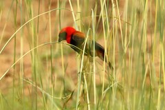 Euplectes hordeaceus