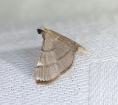 Cangetta hartoghialis