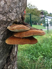 Inonotus hispidus