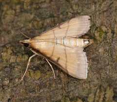 Cnaphalocrocis medinalis