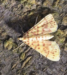 Conogethes haemactalis