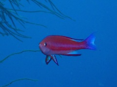 Pseudanthias randalli
